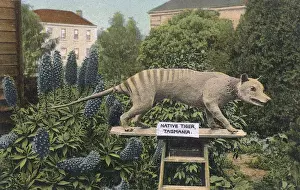 Tasmanian Tiger on display, Australia