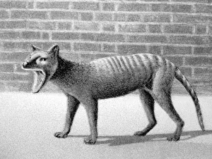 Tasmanian Tiger, Thylacine, at London Zoo, Victorian period