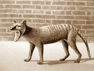 Tasmanian Tiger, Thylacine, at London Zoo, Victorian period