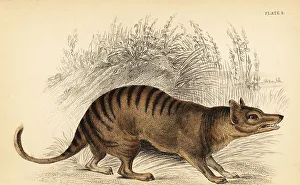 Tasmania Prints: Tasmanian tiger, Thylacinus cynocephalus. Extinct