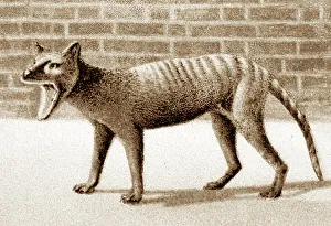 Tasmanian Tiger in a Zoo, Victorian period