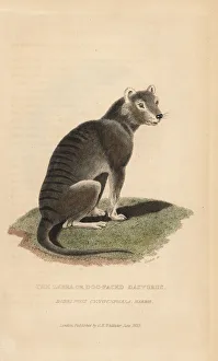 Zebra Gallery: Tasmanian wolf, Thylacinus cynocephalus. Extinct