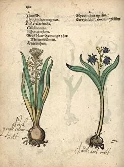 Tassel Collection: Tassel hyacinth, Leopoldia comosa, and hyacinth