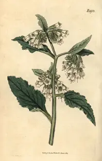 Couchman Prints: Taurian comfrey, Symphytum tauricum