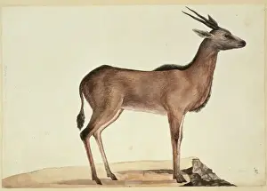Eland Prints: Taurotragus oryx, eland