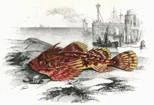 Scorpion Prints: Taurulus Bubalis, or Longspined Bullhead