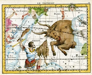 Taurus Collection: Taurus - Bull