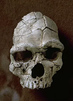 Prehistory Gallery: Tautavel Man. Subspecies of the hominid Homo erectus. Arago