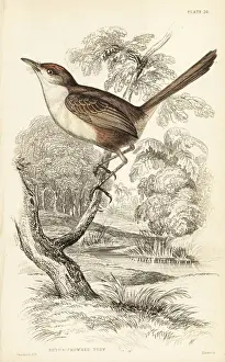 Flycatchers Prints: Tawny-crowned pygmy tyrant, Euscarthmus meloryphus