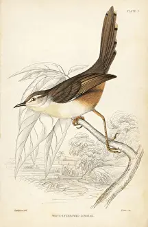 Swainson Prints: Tawny-flanked prinia, Prinia subflava