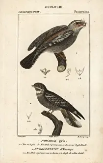 Croix Prints: Tawny frogmouth, Podargus strigoides, and European