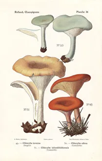 Fungus Collection: Tawny funnel cap and aniseed toadstool