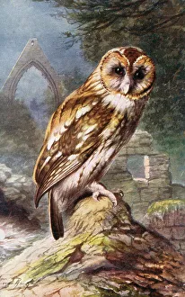 Spooky Prints: Tawny Owl