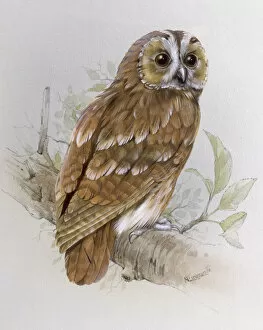 Branch Collection: Tawny Owl