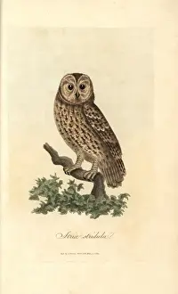 Graves Prints: Tawny owl, Strix stridula, Brown owl, Strix aluco