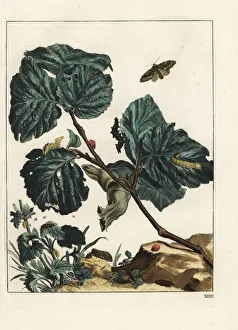 Hazel Collection: Tawny prominent, Harpyia milhauseri, and seven-spot