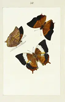 Trio Prints: Tawny Rajah, Charaxes psaphon