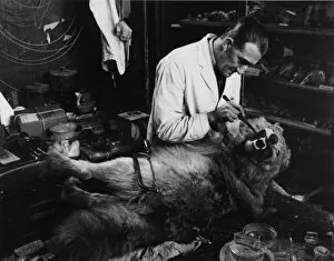 Taxidermist working on wolf teeth, 1935