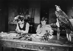 Stuffed Prints: Taxidermists at work
