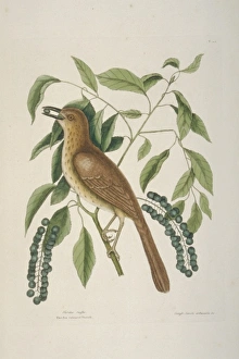 Mark Catesby Collection: Taxostoma rufum, brown thrasher