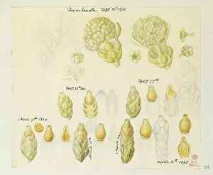 Bauer Gallery: Taxus melanosporum, Yew