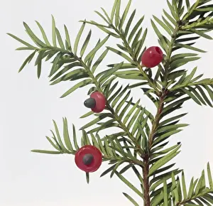 Fatal Prints: Taxus sp. yew