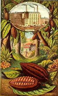 Chocolate Prints: Taylor Brothers, Maravilla Cocoa Mills and Estate