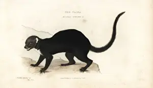 Basire Prints: Tayra, Eira barbara