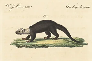 Carl Bertuch Prints: Tayra, Eira barbara