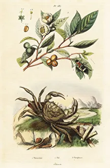 Beverage Prints: Tea, beetle and crab