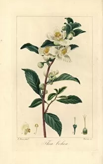 Stipple Gallery: Tea, Camellia sinensis, native to China