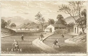 Tea Cultivation