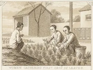 Tea Cultivation
