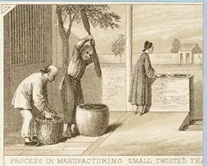 Tea Cultivation