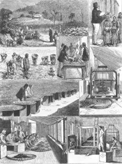 Tea Cultivation in British India
