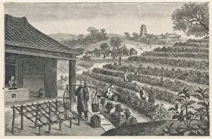 Tea Cultivation in China