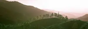 Tea fields, Sri Lanka