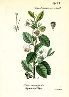 Tea plant, Camellia chinensis (Thea chinensis)