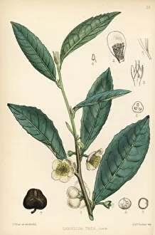 Herbal Gallery: Tea plant, Camellia sinensis