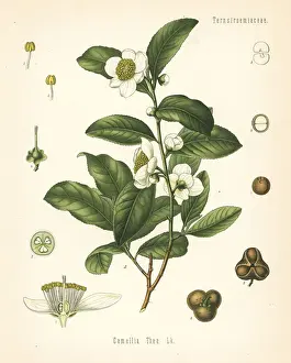 Tea plant, Camellia sinensis