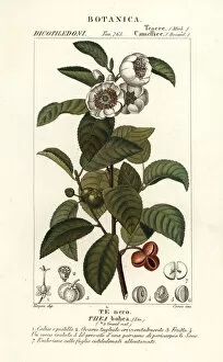 Images Dated 28th March 2020: Tea plant, Camellia sinensis