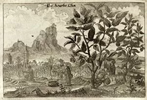 Images Dated 16th April 2012: A tea plant, and workers harvesting tea - China