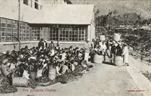 Tea plantation workers, Ceylon (Sri Lanka)
