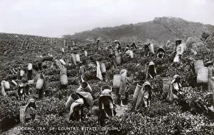 Images Dated 26th October 2016: Tea plantation workers, Ceylon (Sri Lanka)