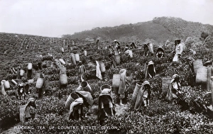 Images Dated 26th October 2016: Tea plantation workers, Ceylon (Sri Lanka)