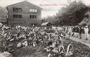 Tea plantation workers, Ceylon (Sri Lanka)