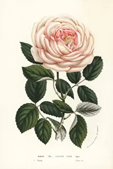 Chinensis Prints: Tea rose hybrid, Auguste Oger, Rosa chinensis