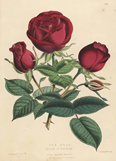 Messrs Prints: Tea rose hybrid, Duchess of Edinburgh