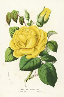 Tea rose hybrid, Isabella Gray, Rosa odorata
