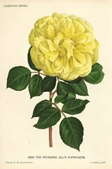 Tea rose hybrid, Princesse Julie d Arenberg, Rosa odorata